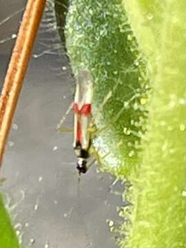 Image of Tupiocoris californicus (Stal 1859)