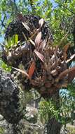 Image of Laelia speciosa (Kunth) Schltr.