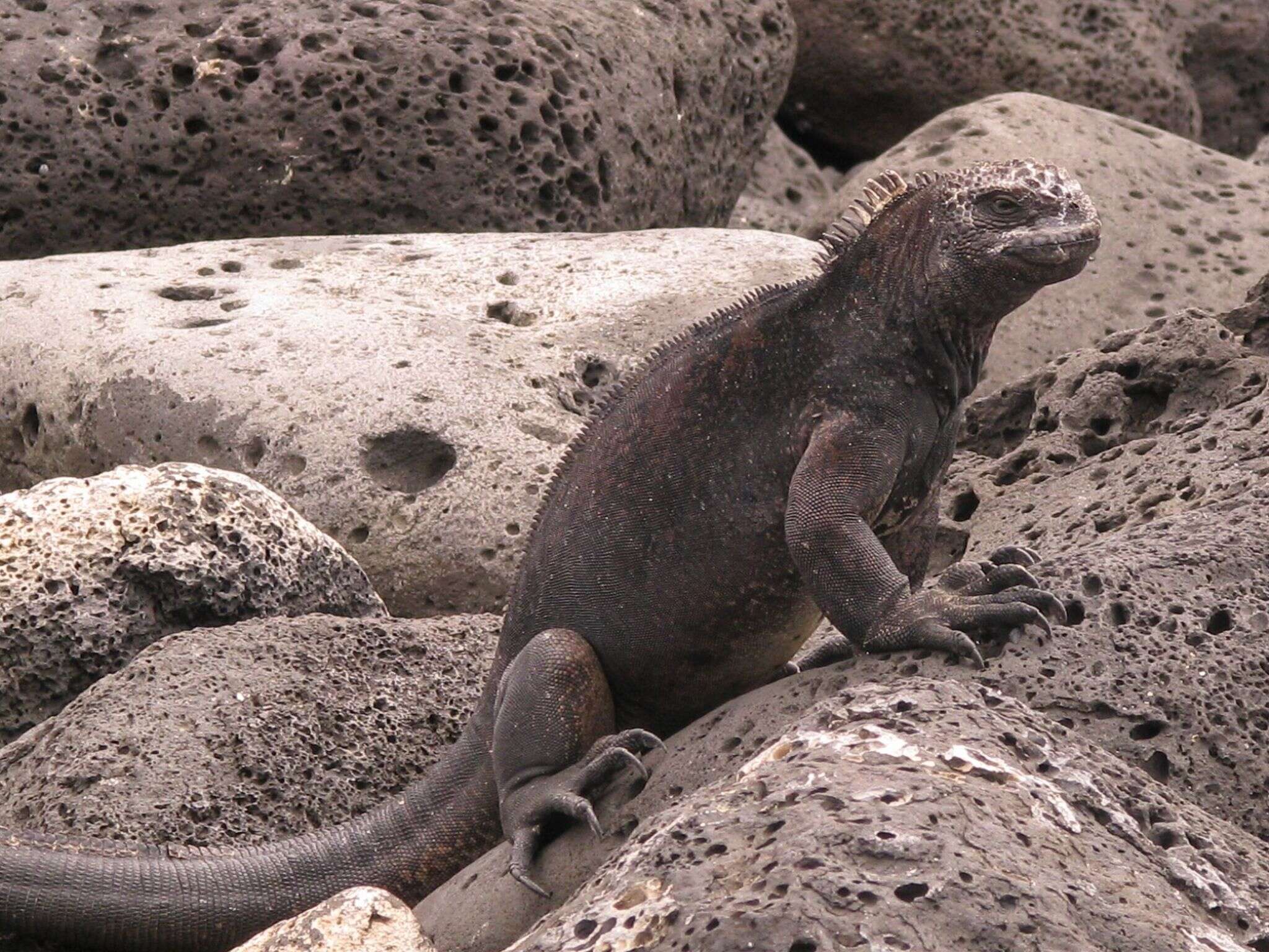 Image of Amblyrhynchus cristatus mertensi Eibl-eibesfeldt 1962