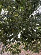 Imagem de Quercus myrsinifolia Blume