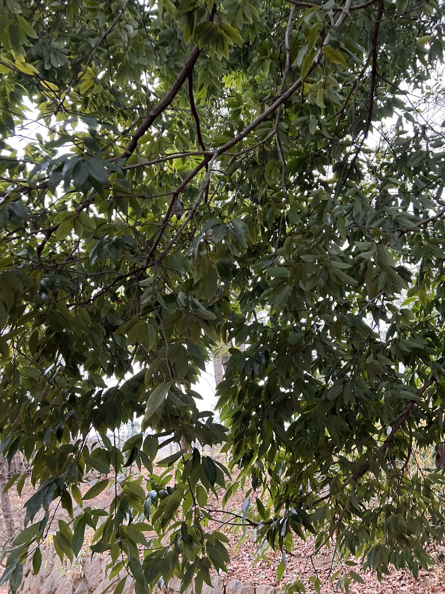 Image of bamboo-leaf oak