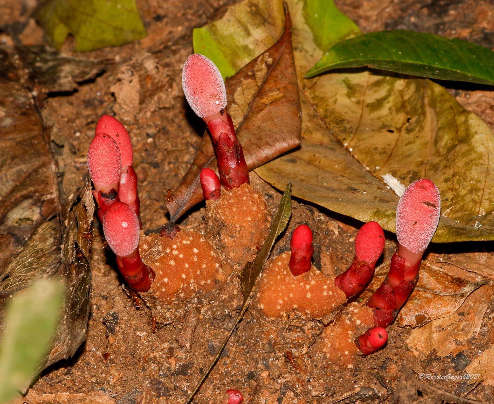 Image of Balanophora dioica R. Br. ex Royle