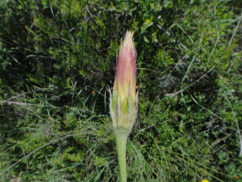 Image of Scorzonera villosa subsp. villosa