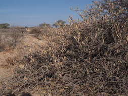 Sivun Vachellia hebeclada subsp. hebeclada kuva