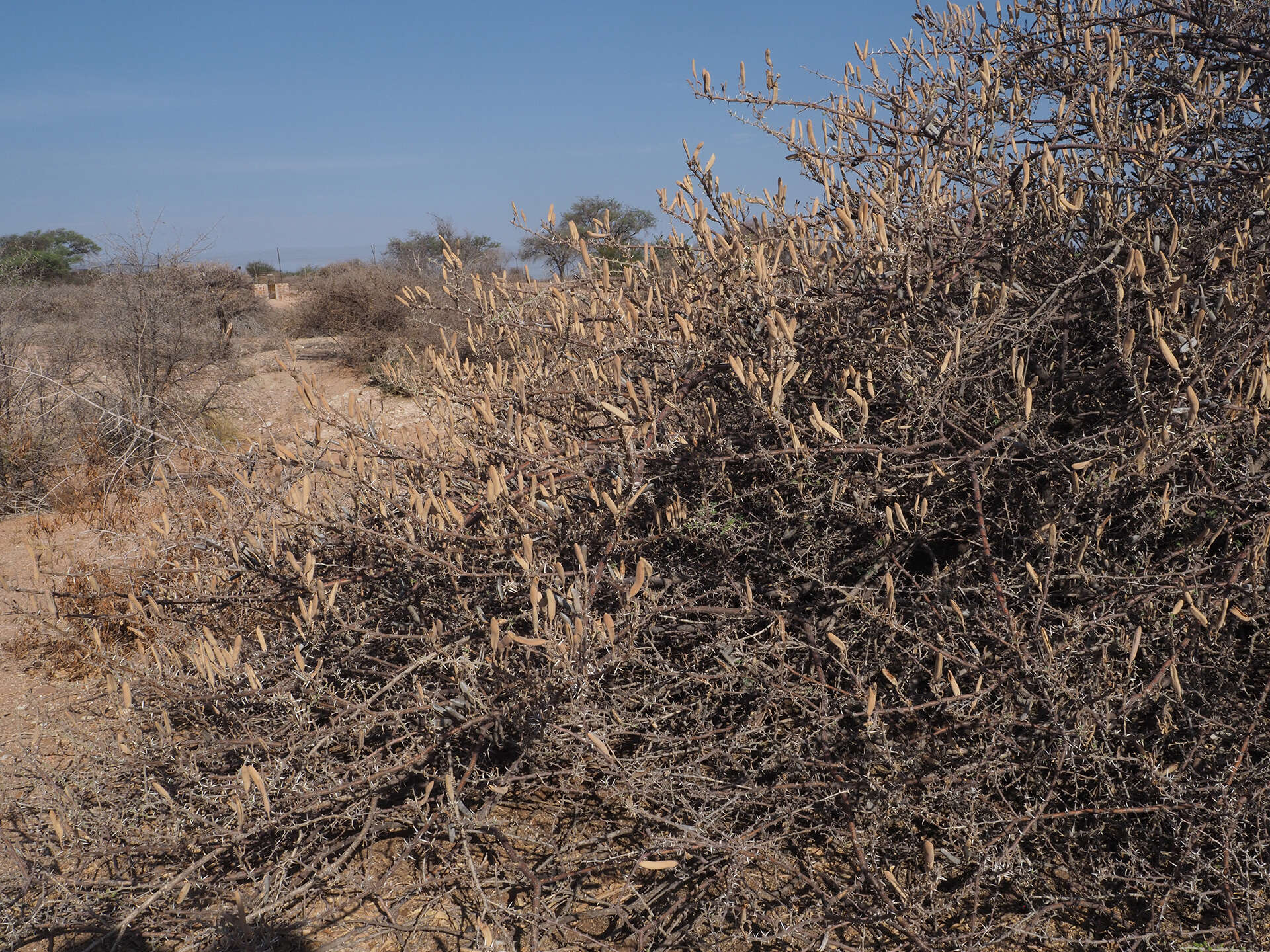 Sivun Vachellia hebeclada subsp. hebeclada kuva