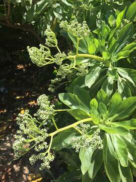 Image of Heliotropium arboreum (Blanco) Mabb.