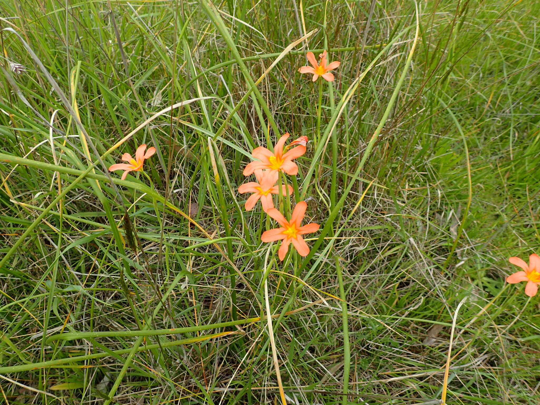 Image of One-leaf Cape tulip