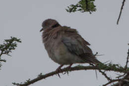 Image of African Mourning Dove