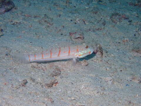 Image of Maiden goby