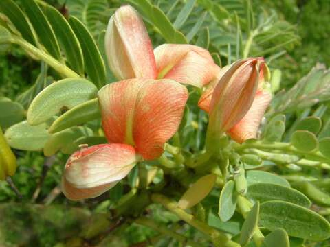 صورة <i>Sesbania <i>coccinea</i></i> var. coccinea