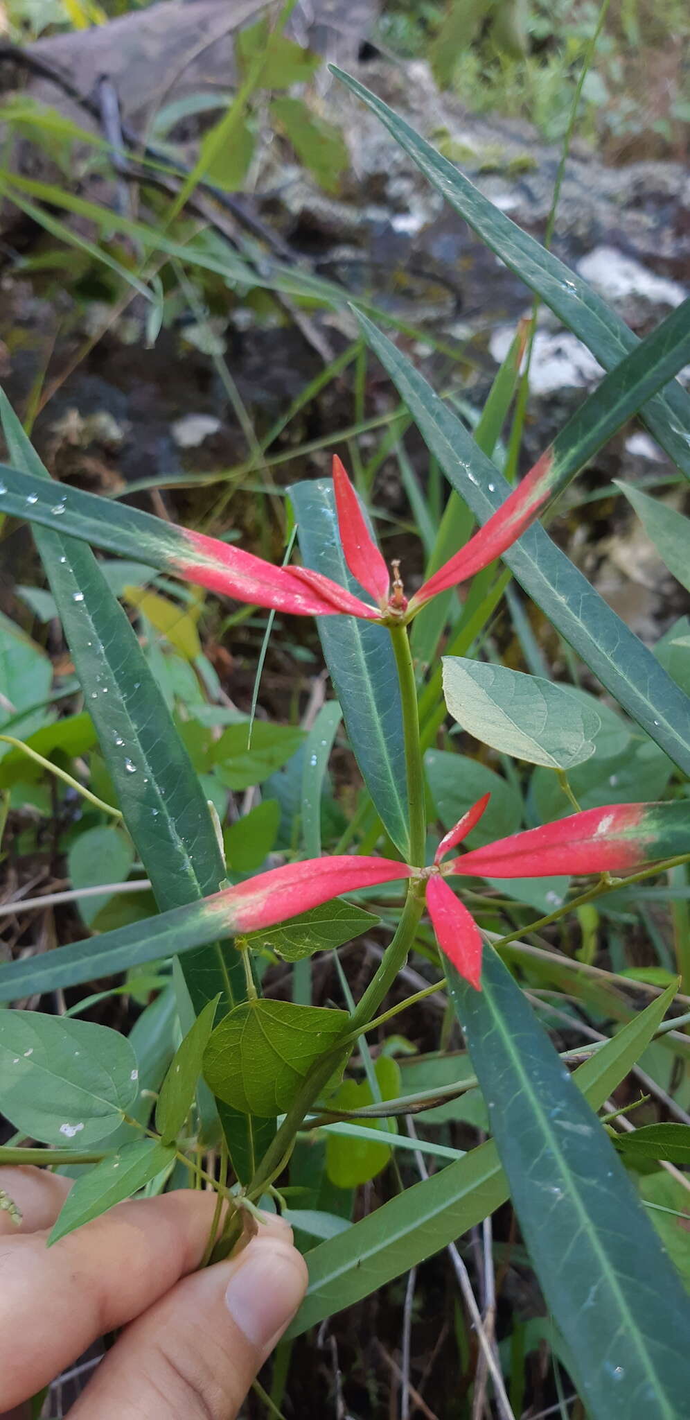 Euphorbia colorata Engelm. resmi