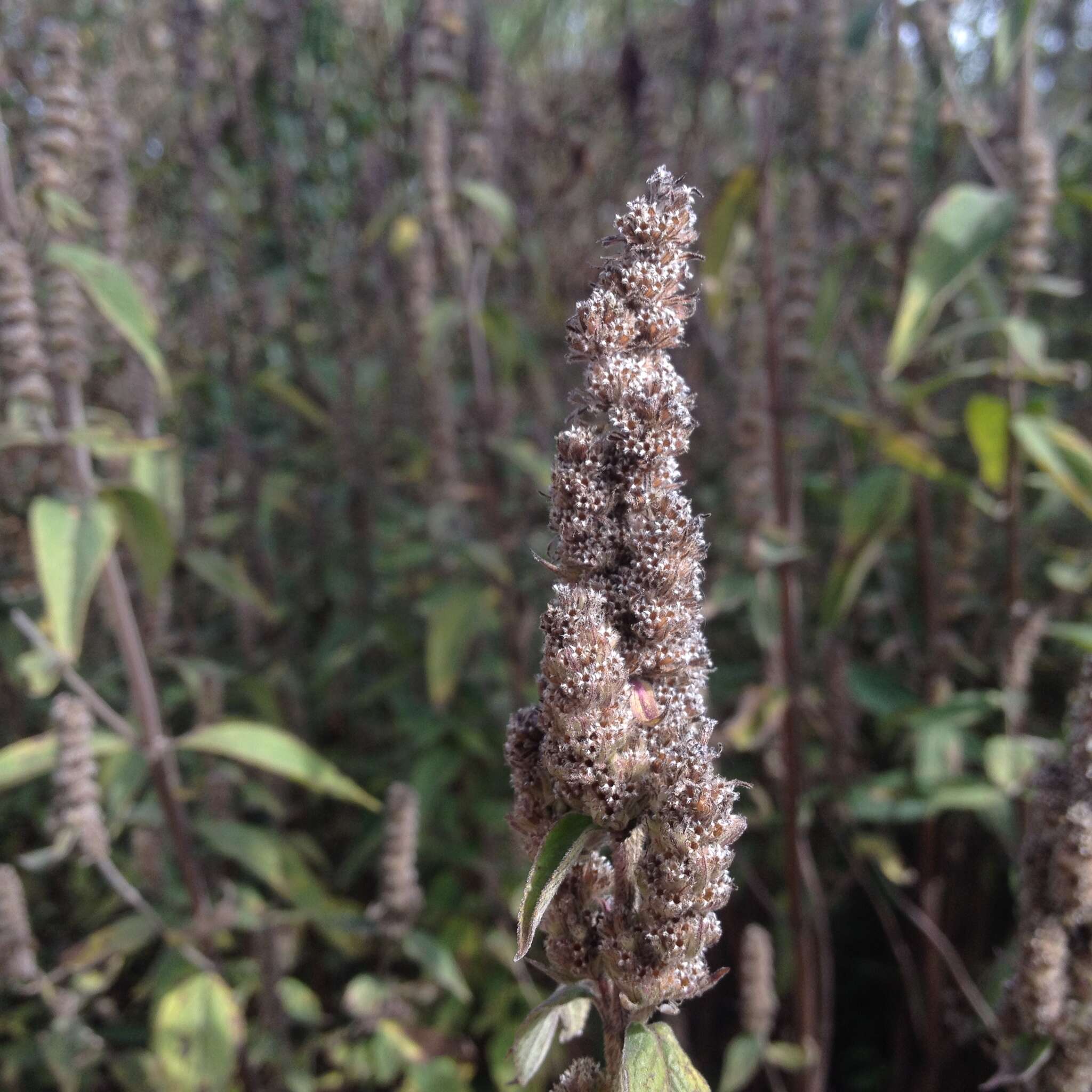 Image of Cunila lythrifolia Benth.