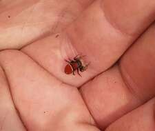 Image of Tawny Jumping Spider