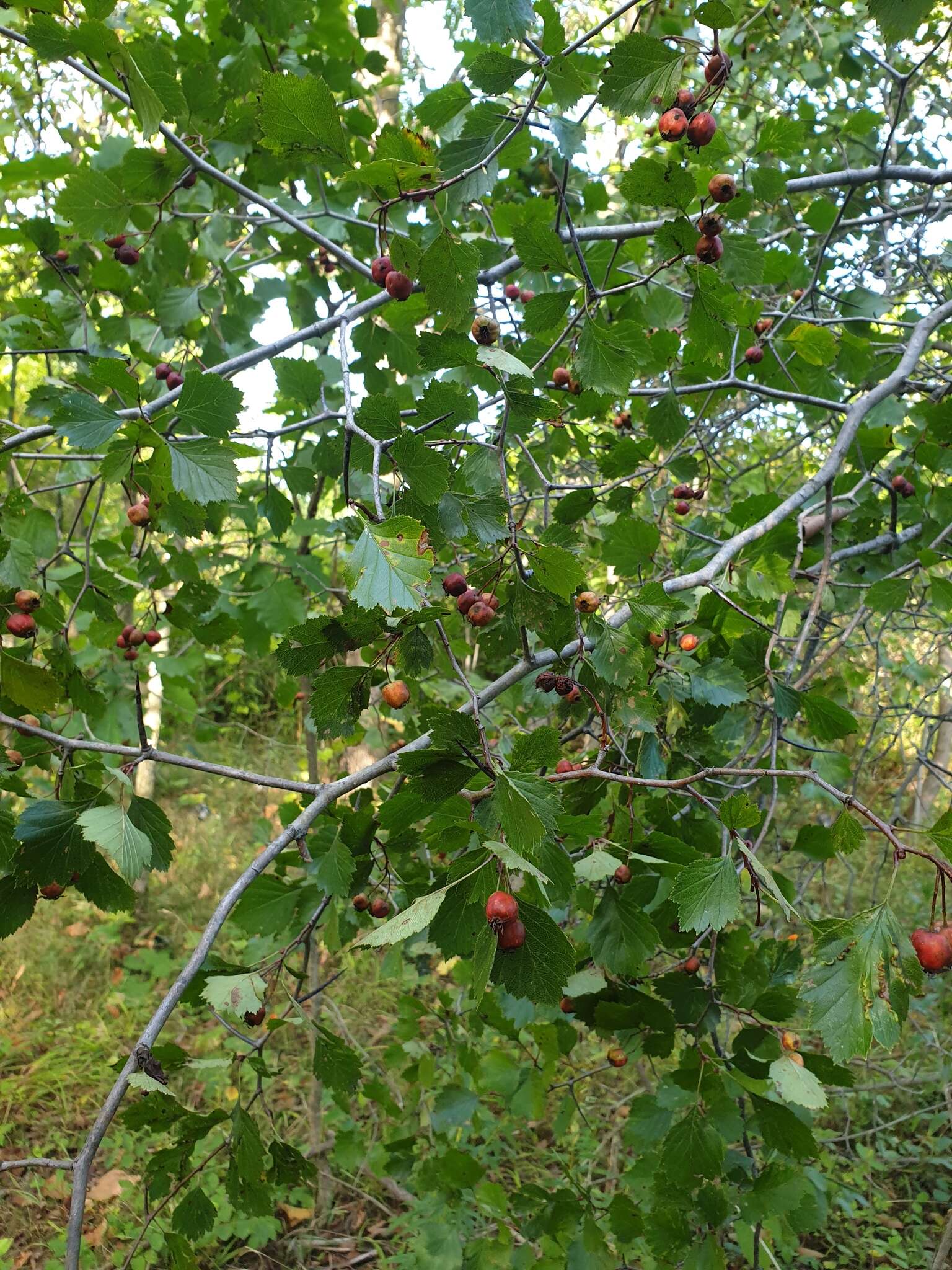 Слика од Crataegus chrysocarpa var. phoeniceoides J. B. Phipps & Sennikov