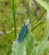 Image of Agapanthia lais Reiche & Saulcy 1858