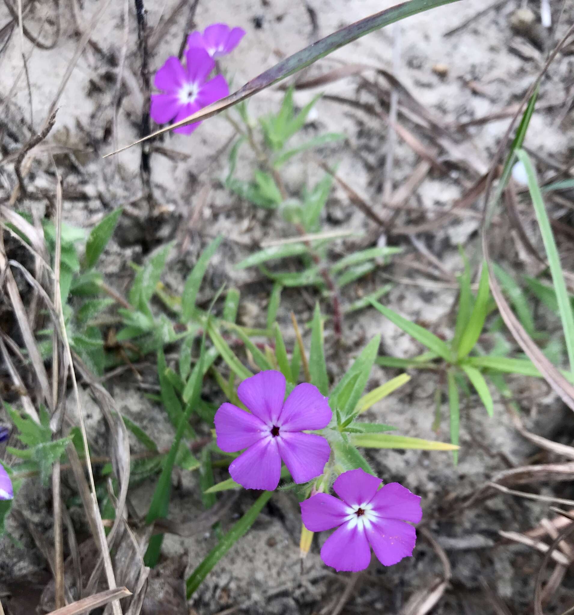 Imagem de Phlox glabriflora (Brand) Whitehouse