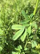 Image of Sand Lucerne