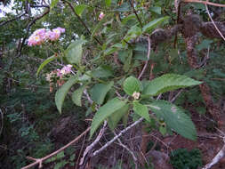 Plancia ëd Lantana pohliana Schauer