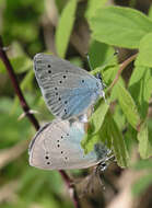 Imagem de Glaucopsyche lycormas (Butler 1866)