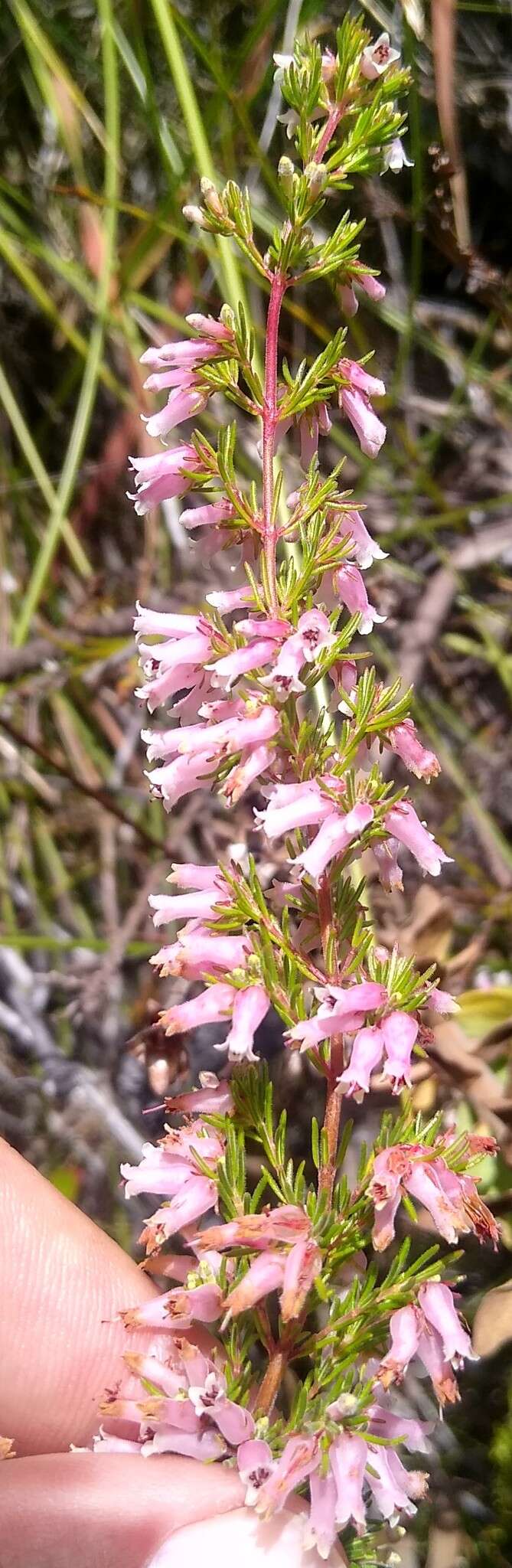 Image of Redhill Heath