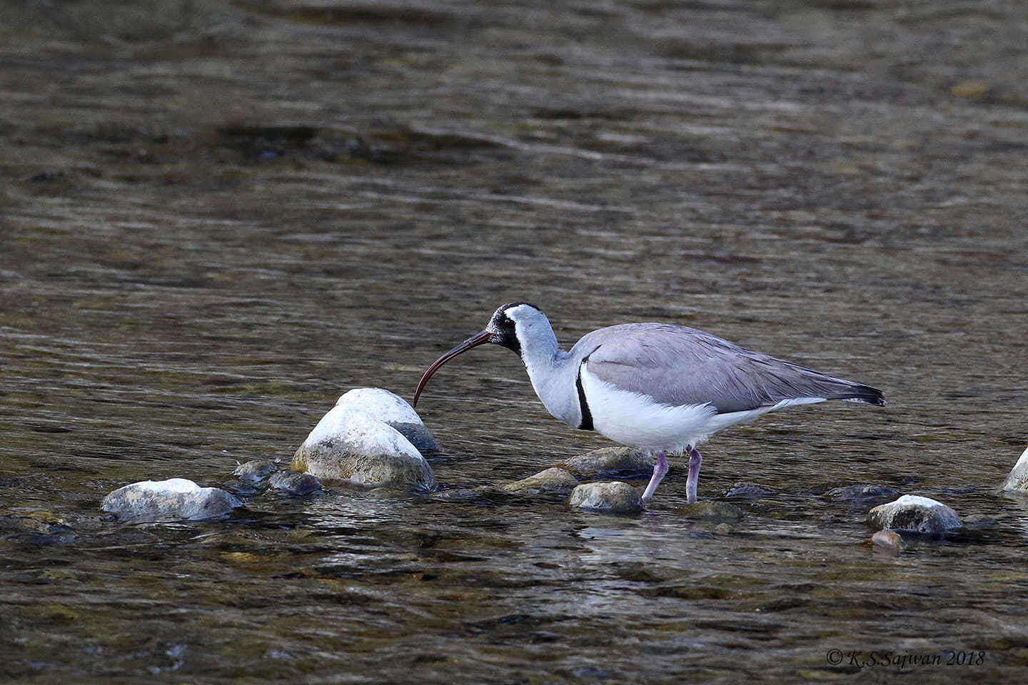 Image of ibisbills