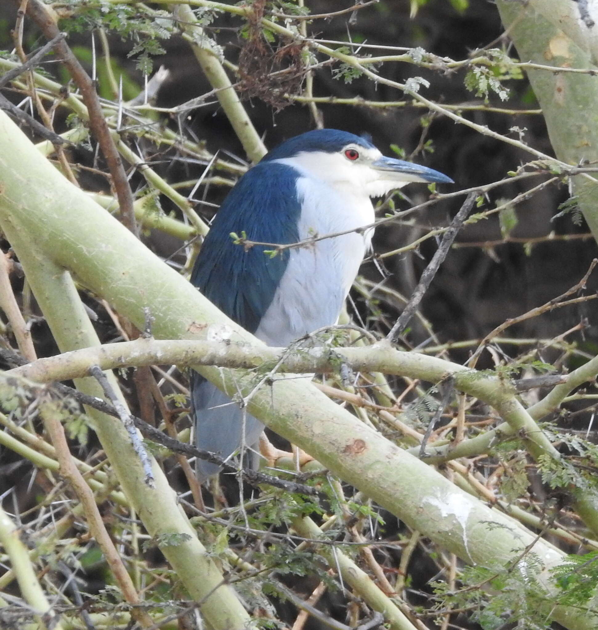 Image of Nycticorax nycticorax nycticorax (Linnaeus 1758)