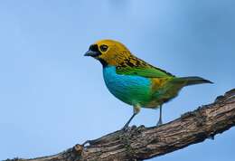 Image of Gilt-edged Tanager