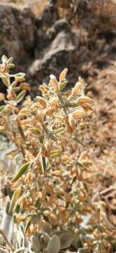 Image of Phlomis brachyodon (Boiss.) Zohary ex Rech. fil.