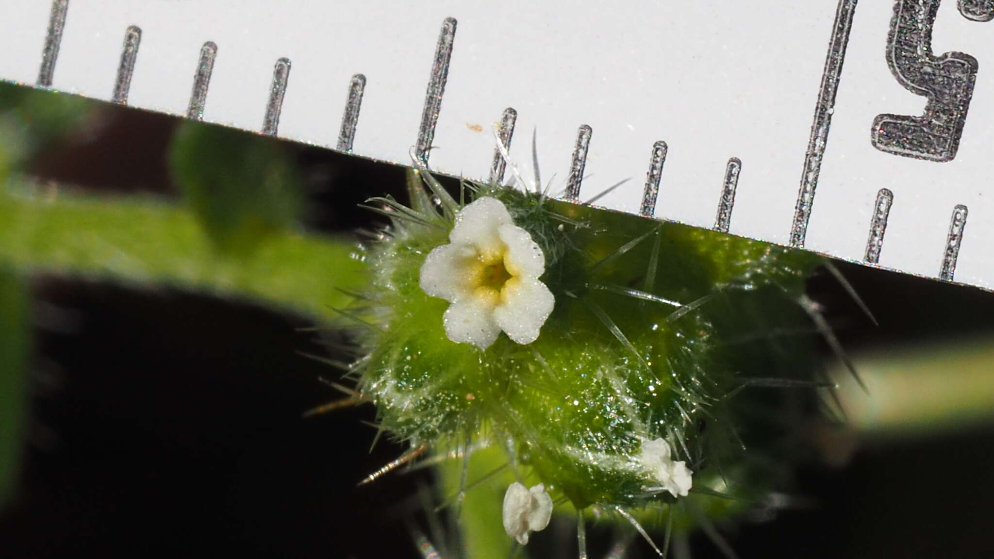 Plancia ëd Cryptantha pterocarya var. cycloptera (Greene) J. F. Macbr.