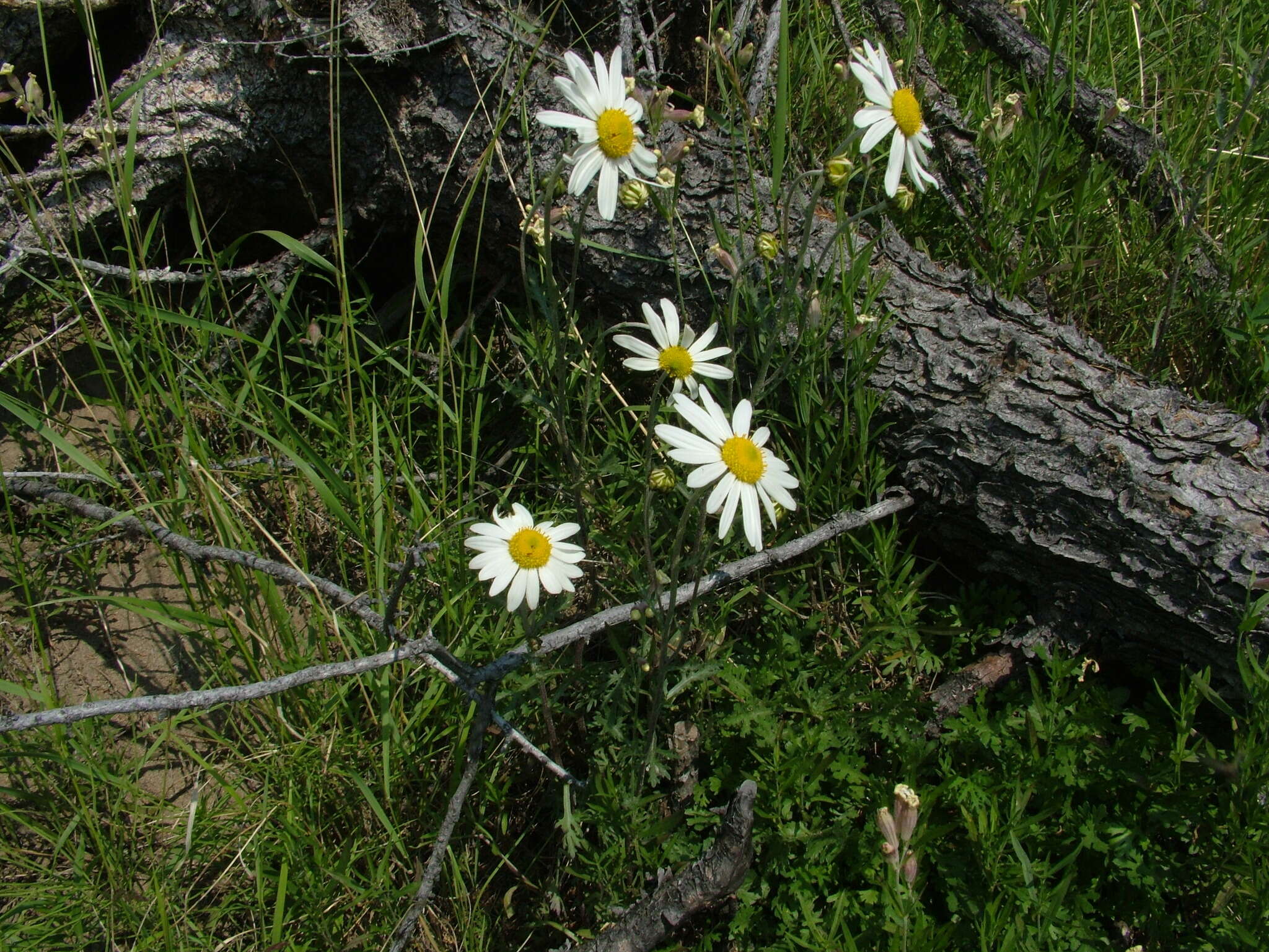 Image of Chrysanthemum zawadskii subsp. peleiolepis (Trautv.) A. V. Grebenjuk & Czepinoga