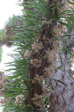 Image of Didierea madagascariensis Baill.