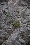 Image of Parry's rockdaisy