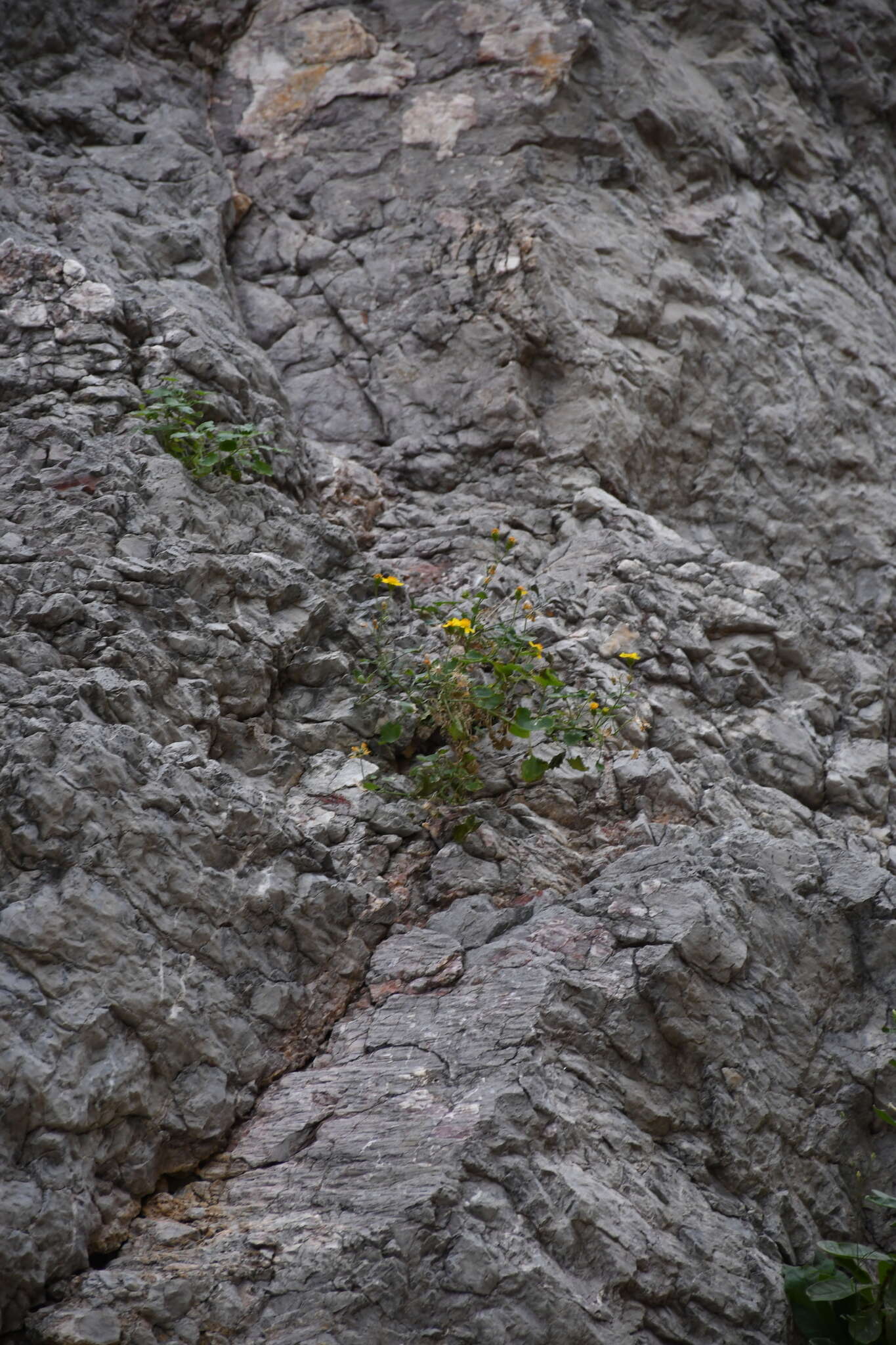 Image of Parry's rockdaisy