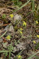 Слика од Alyssum obovatum (C. A. Mey.) Turcz.