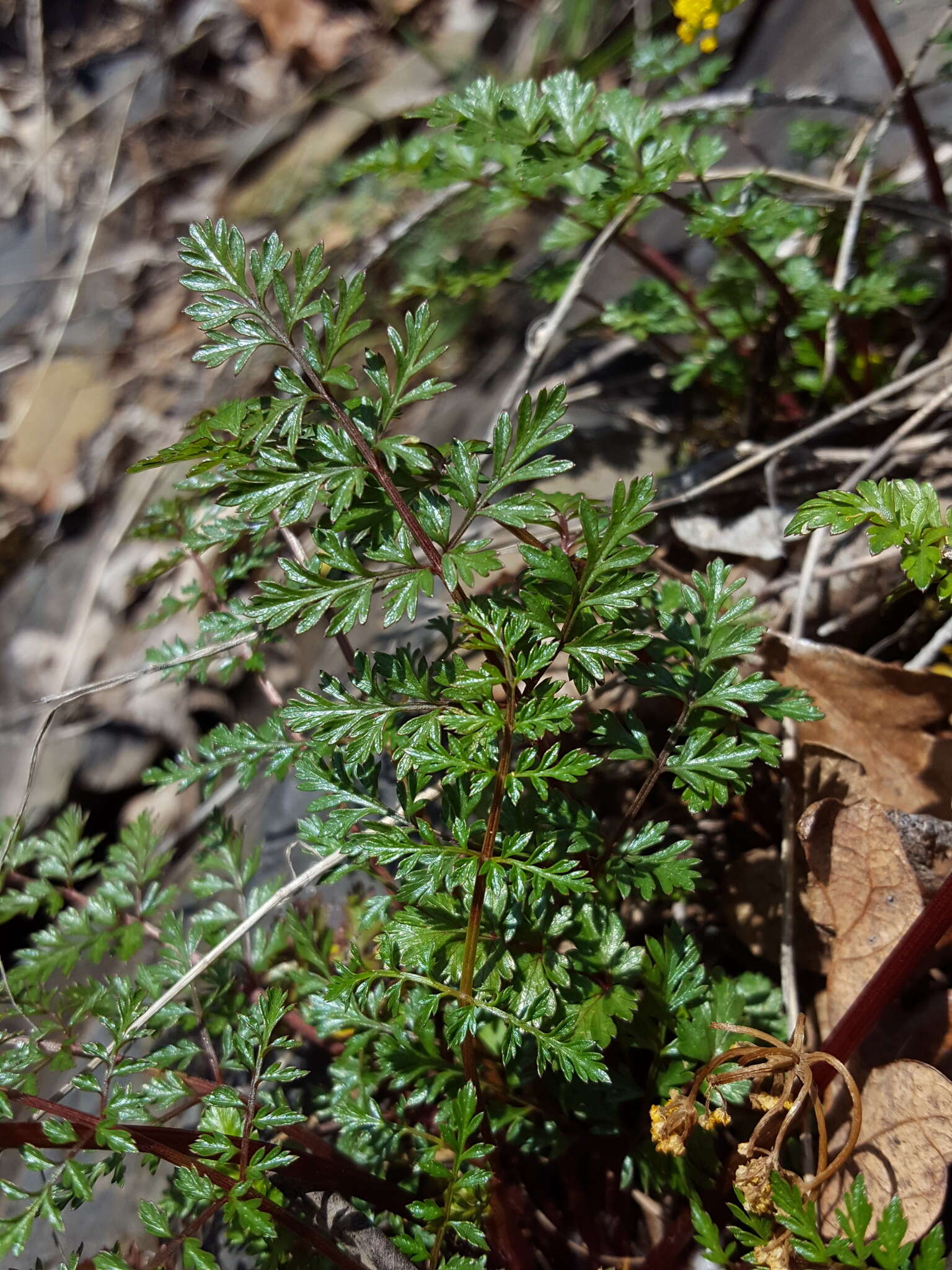 Lomatium hallii (S. Wats.) Coult. & Rose resmi