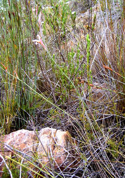 Image of Tritoniopsis revoluta (Burm. fil.) Goldblatt