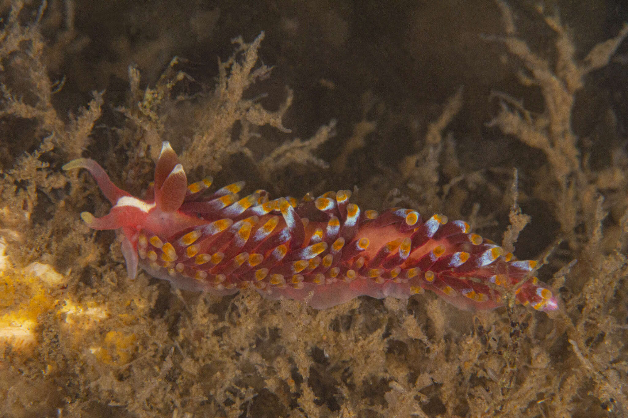 Image of Babakinidae Roller 1973