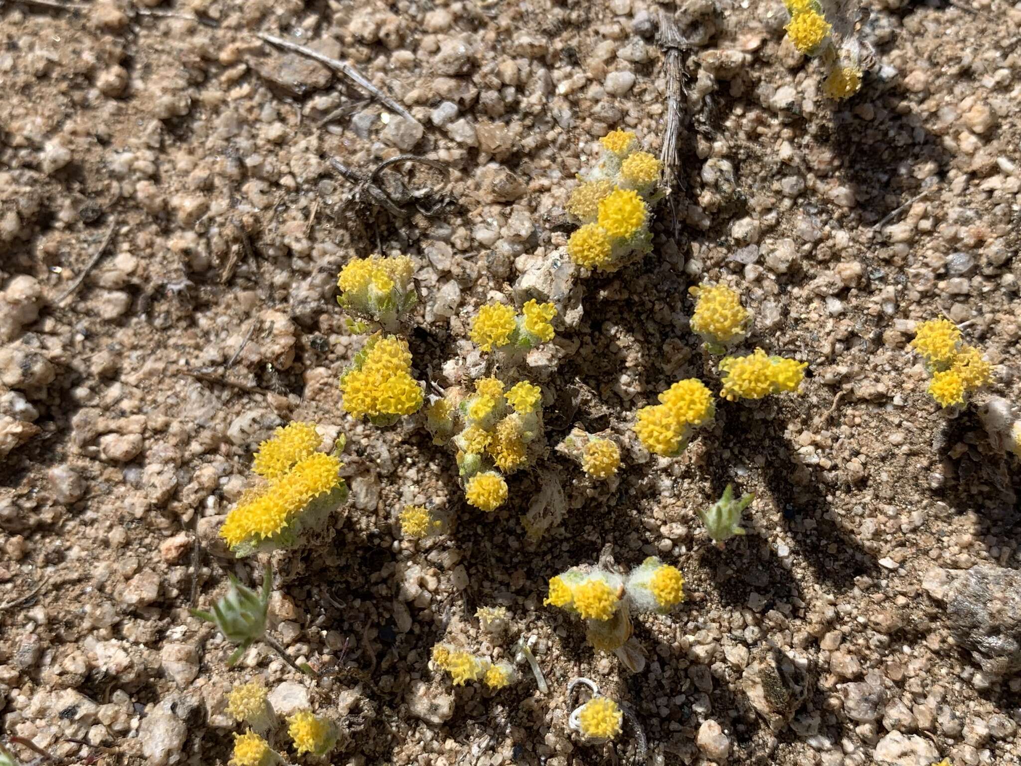 Image of Pringle's woolly sunflower