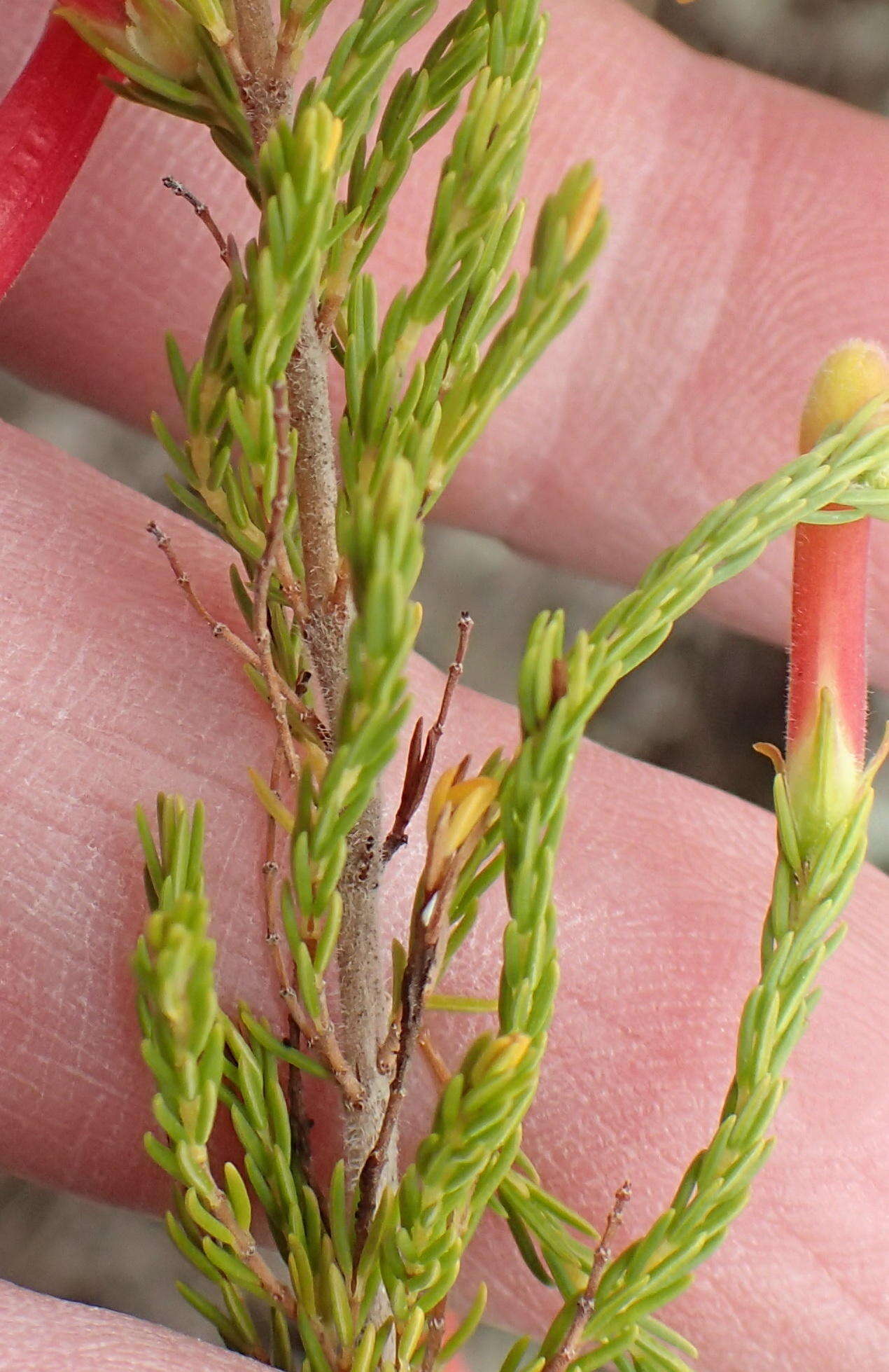 Image of <i>Erica <i>curviflora</i></i> var. curviflora