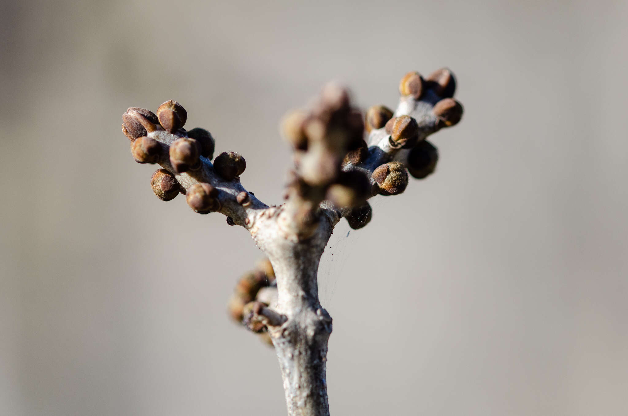 Image of Fraxinus angustifolia subsp. angustifolia