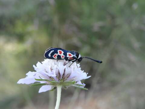 Plancia ëd Zygaena occitanica Villers 1789