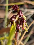 Image of Genoplesium tasmanicum D. L. Jones