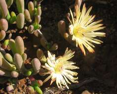 Imagem de Cephalophyllum framesii L. Bol.