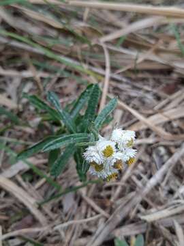 Plancia ëd Anaphalis morrisonicola Hayata