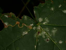 صورة Stigmella aceris (Frey 1857) Gerasimov 1952