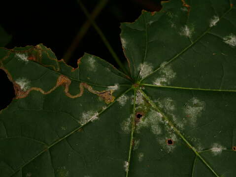 صورة Stigmella aceris (Frey 1857) Gerasimov 1952