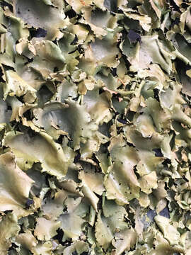 Image of navel lichen