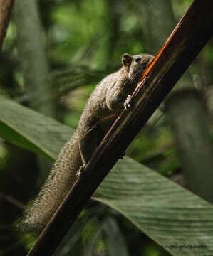 Image of Hoary-bellied Squirrel