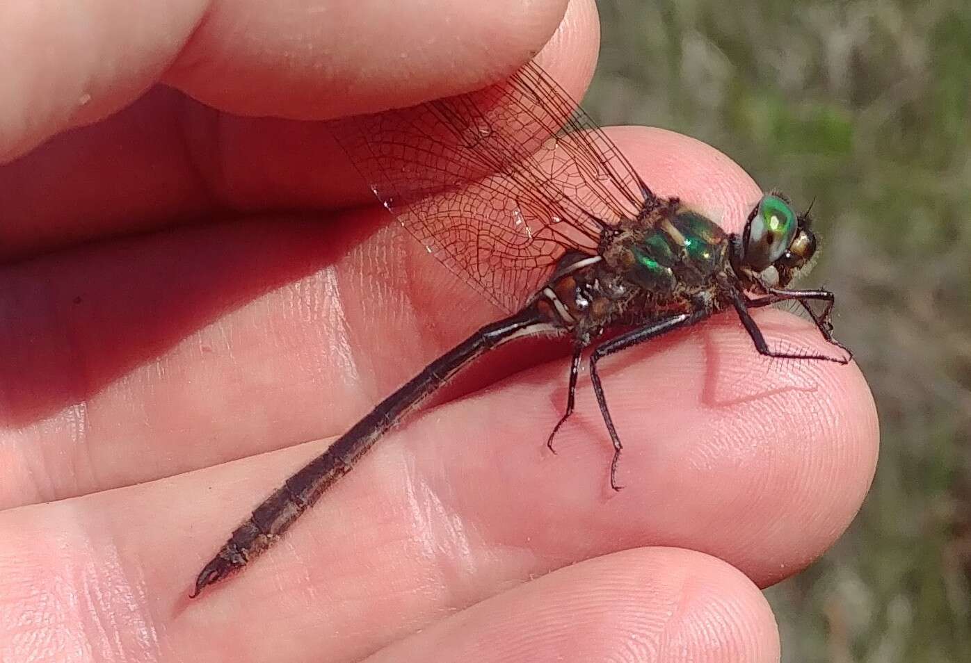 Image of Whitehouse's Emerald