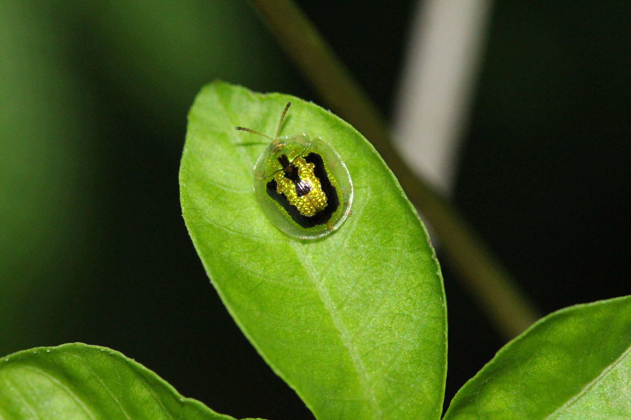 Image of Tortoise beetle